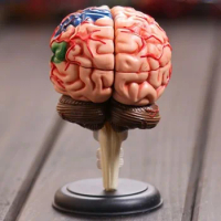 4D master Human brain model structure model assembled Anatomy dimensional model 32pcs set free shipping