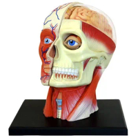 4D Human Head Skull Brain Anatomy Model Medical Science Teaching Anatomical Props Lab School Learn
