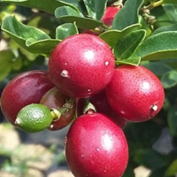 Bibit Jeruk Kingkit Red Valid Bahan Bonsai - Ukuran 30-40 Cm Up