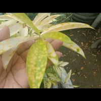 tanaman bambu dracena