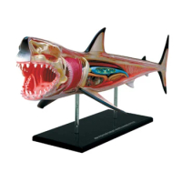 Animal Organ Anatomy Model 4D Great White Shark Assembling Toy Teaching Anatomical Model TeachingTool Dropshipping