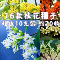 桂花種子 金貴沉香 【10克裝 約70粒】16個品種 桂花種籽 八月桂花 超高發芽率 新款上市 限時特價