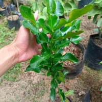 Bibit Jeruk Purut full rimbun berkualitas unggul