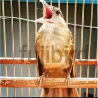 KAPAS TEMBAK JADI GACORAN