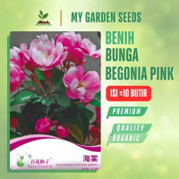BENIH BUNGA BEGONIA PINK KEMASAN IMPORT ± 10 BUTIR