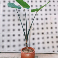 Tanaman hias keladi batang hitam + pot tawon putih + serabut/batu