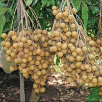 Bibit Tanaman Buah Kelengkeng Matalada - Bibit Kelengkeng Matalada - Tanaman Kelengkeng Matalada - P