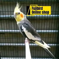 BURUNG FALK PARKIT AUSTRALI WARNA GREY