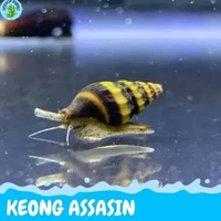 Assasin Keong hiasan aquarium keong assasin aquascape