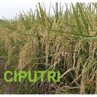 BENIH PADI CIPUTRI CIHERANG MALAY PANJANG 5KG