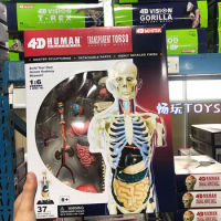 4D MASTER 8 Inches Transparent Torso Anatomy Model Educational DIY Gift School Teaching Tool Demonstration Human Body