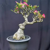 BONSAI POHON ADENIUM/KAMBOJA JEPANG