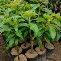 paket  bibit alpukat siger