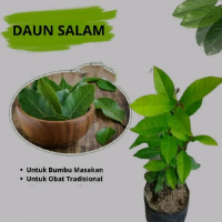 bibit daun salam,BIBIT DAUN SALAM BUAT PELENGKAP BUMBU MASAK