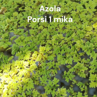tanaman air aquascape azolla isi 1 mika tanaman apung