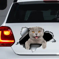 Scottish fold cat car decal , grey cat magnet, scottish fold sticker