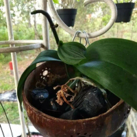 Pot batok tempurung kelapa tempel