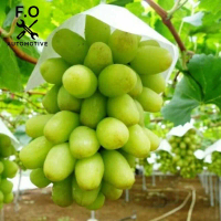 Bibit anggur import tenzan Grafting