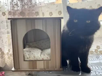 Rumah Kucing Tempat Tidur Cat House Cat Scratcher Rumah Kayu Cat House Cakaran RUMAH BESAR