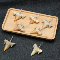 Real Shark Tooth Fossil Pendant Paleontology Fossil Teaching Popular Science Children Gifts beach decor sea