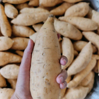 UBI MADU CILEMBU UKURAN SUPER 1 KG UBI CILEMBU MADU