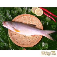 新鮮市集 人氣原味午仔魚(250-300g/尾)