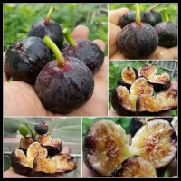 bibit buah tin cangkok cepat berbuah