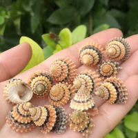 Conch Shell Gold Pagoda Jade Millet Snail Fish Tank Landscaping Small Bean Crab Replacement Shell Specimen Snail Hermit Crab