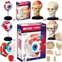 Master 4D eye model 32 pcs assembled human anatomy new 3D structure of the puzzle