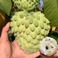 250เมล็ด/แพ็ค เม็ดพันธุ์ น้อยหน่าคัตตาร์ด ต้นน้อยหน่า Annona squamosa Taiwan Custard Apple Seeds Dwa