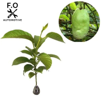 Bibit Buah Giant Markisa/Jumbo original