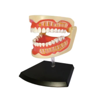 4D Human Anatomy Standard Adult Dentures Model Teeth Model Teaching Study Demonstration Tool Kid Toys