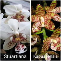 remaja Phalaenopsis Stuartiana x Kapuasensis Bibit Anggrek Bulan primary hybrid Silangan spesies bun