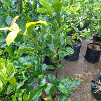 Bibit tanaman jambu air cangkok jumbo rimbun asli super boleh COD