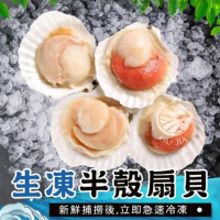 【歐呷私廚】野生生凍半殼扇貝8包組-500G/包