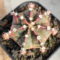 kaktus gymno starfire ownroot
