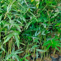 Bibit tanaman Hias Bambu Jepang - Pagar Alami