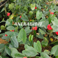 Tanaman bunga Anthurium Bangkok anturium