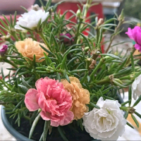 Hoa 10 giờ mix màu cây kiểng