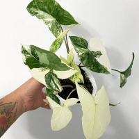 Tanaman hias Syngonium varigata / syngonium variegata / sengonium albo