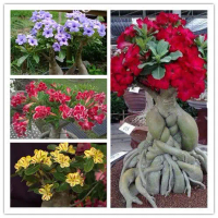 #SG LOCAL#Desert Rose Seeds Desert Rose Seeds Four Seasons Easy To Grow Indoor Balcony Courtyard Pot