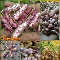 25 BUTIR BIJI/BENIH KACANG TANAH LURIK | KACANG TANAH BATIK