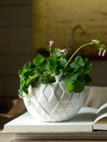 簡約現代陶瓷花盆綠蘿植物室內專用素雅白色銅錢草圓形小盆栽器皿