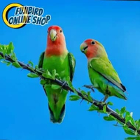 BURUNG LOVEBIRD NON KLEP SEPASANG PILIHAN AVIARY SATUAN