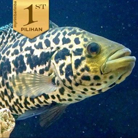 Jaguar Cichlid JUMBO Managuense Ikan HIas Aquascape Hiasan Aquarium Tanaman -