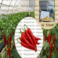 Hidroponik Umi 8 Biji Benih Cabe Merah Besar Megatop F1