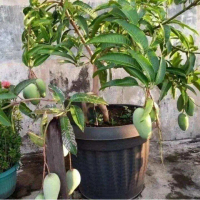 BIBIT Tanaman MANGGA KIOJAY JUMBO SUPER okulasi bisa dalam pot COD BAYAR DITEMPAT cepat berbuah