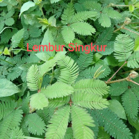 Putri malu ,bahan herbal alami sehat