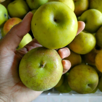 APEL MALANG HIJAU PROMO 100.000/3KG