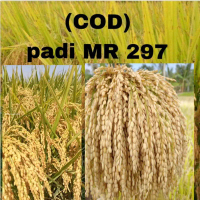 BENIH PADI MR297KEMASAN 1KG Tanaman Biji Daun